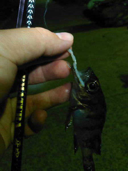 ガルプ！むしえさわーむっていうワームの巻